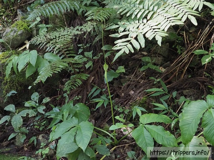 オオミネテンナンショウ