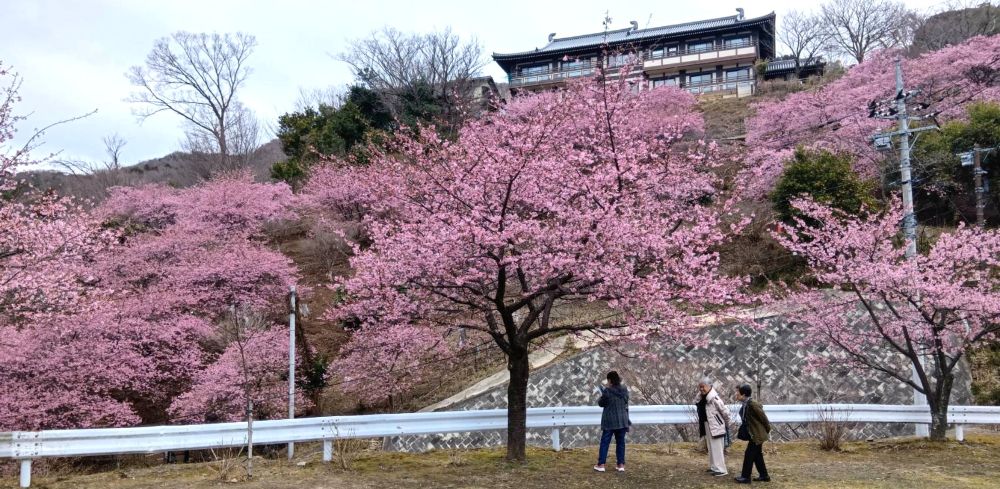 雨引観音で河津桜が見頃に かれんなピンク色の花が境内染める 例年より