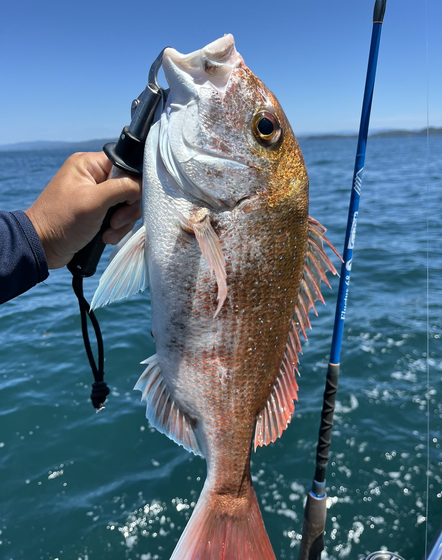 TULALA | Ford every stream | » Fluctus S68ML StrawSetting