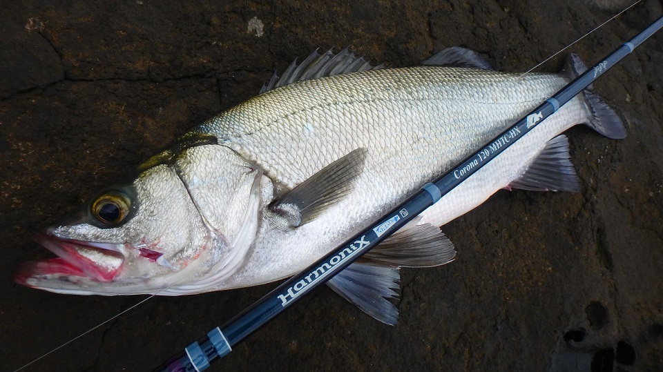 TULALA | Ford every stream | » Corona 120 MHTC-HX