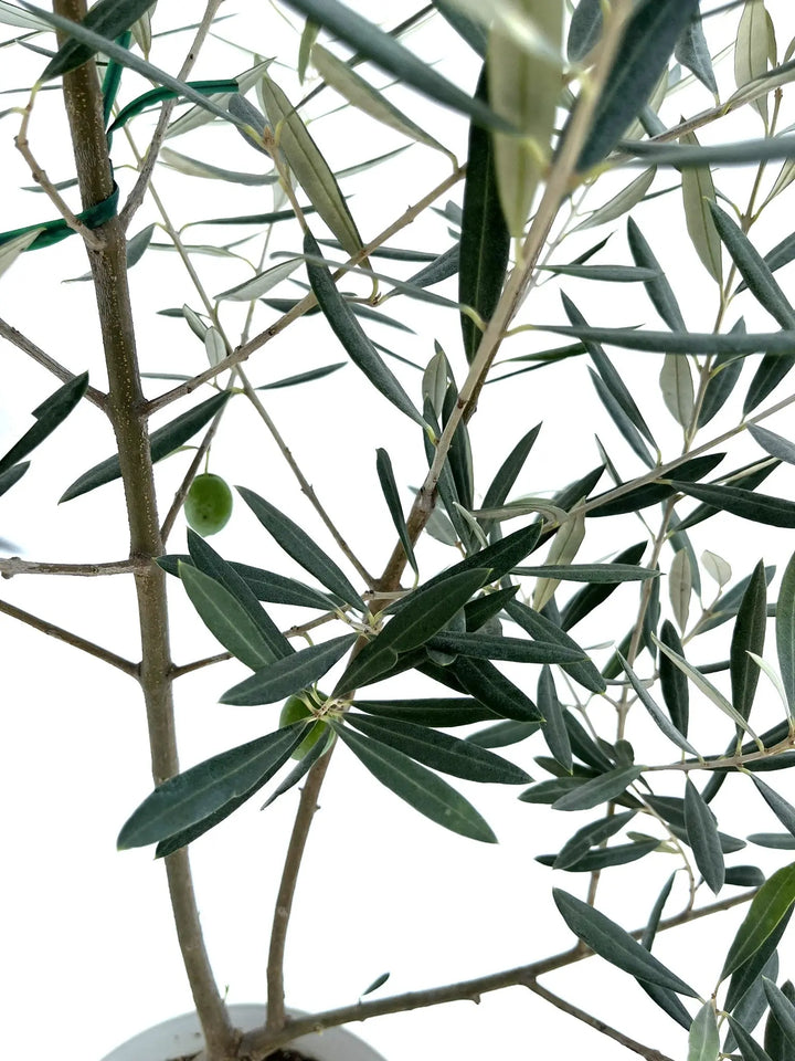 ホジブランコ Sサイズ 約120cm NO.10254 オリーブの木 - 株式会社鶴亀園