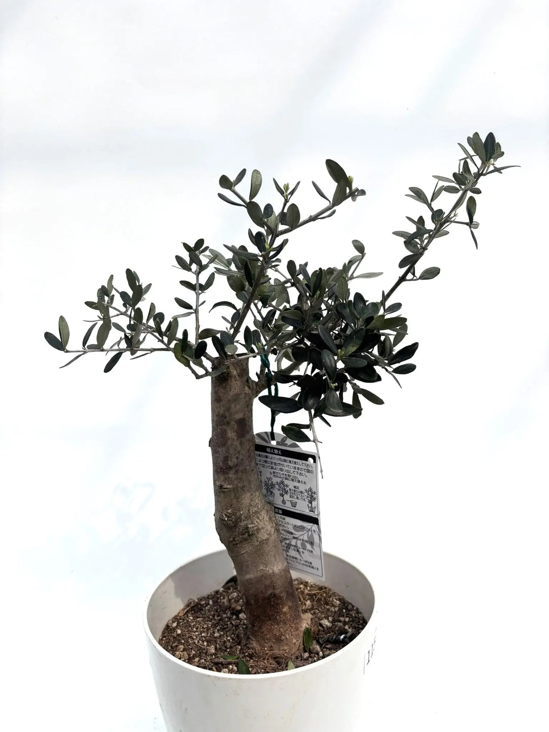 ルッカ Sサイズ 約60cm K-115 オリーブの木 古木 - 株式会社鶴亀園