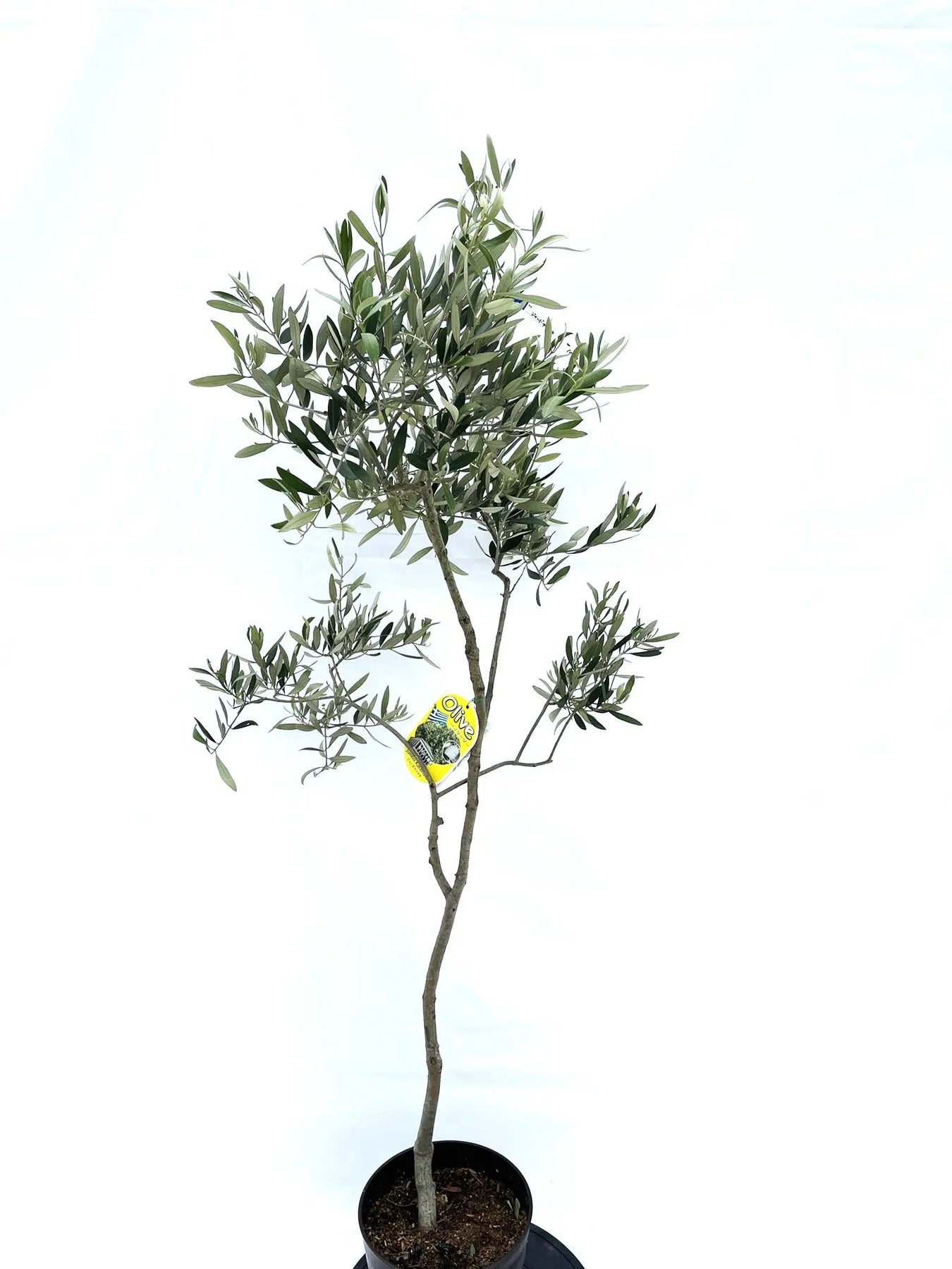 希少・特大実】ジャンボカラマタ（オリーブの木）〈直立型〉｜160cm｜M