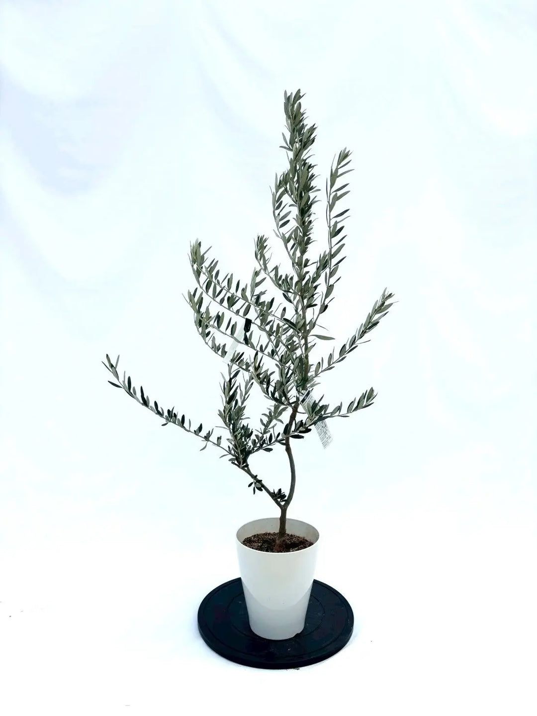 NEWホワイト（オリーブの木）｜Sサイズ｜NO.10855｜約130cm｜希少