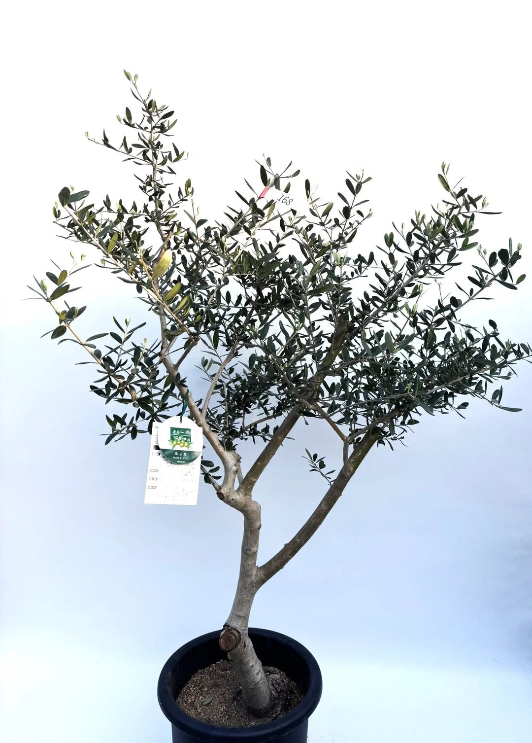 ルッカ Lサイズ 約140cm K-168 オリーブの木 人気品種 - 株式会社鶴亀園