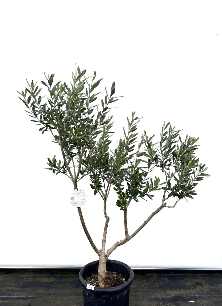 K-51-1_720x.jpg?v=1733711296