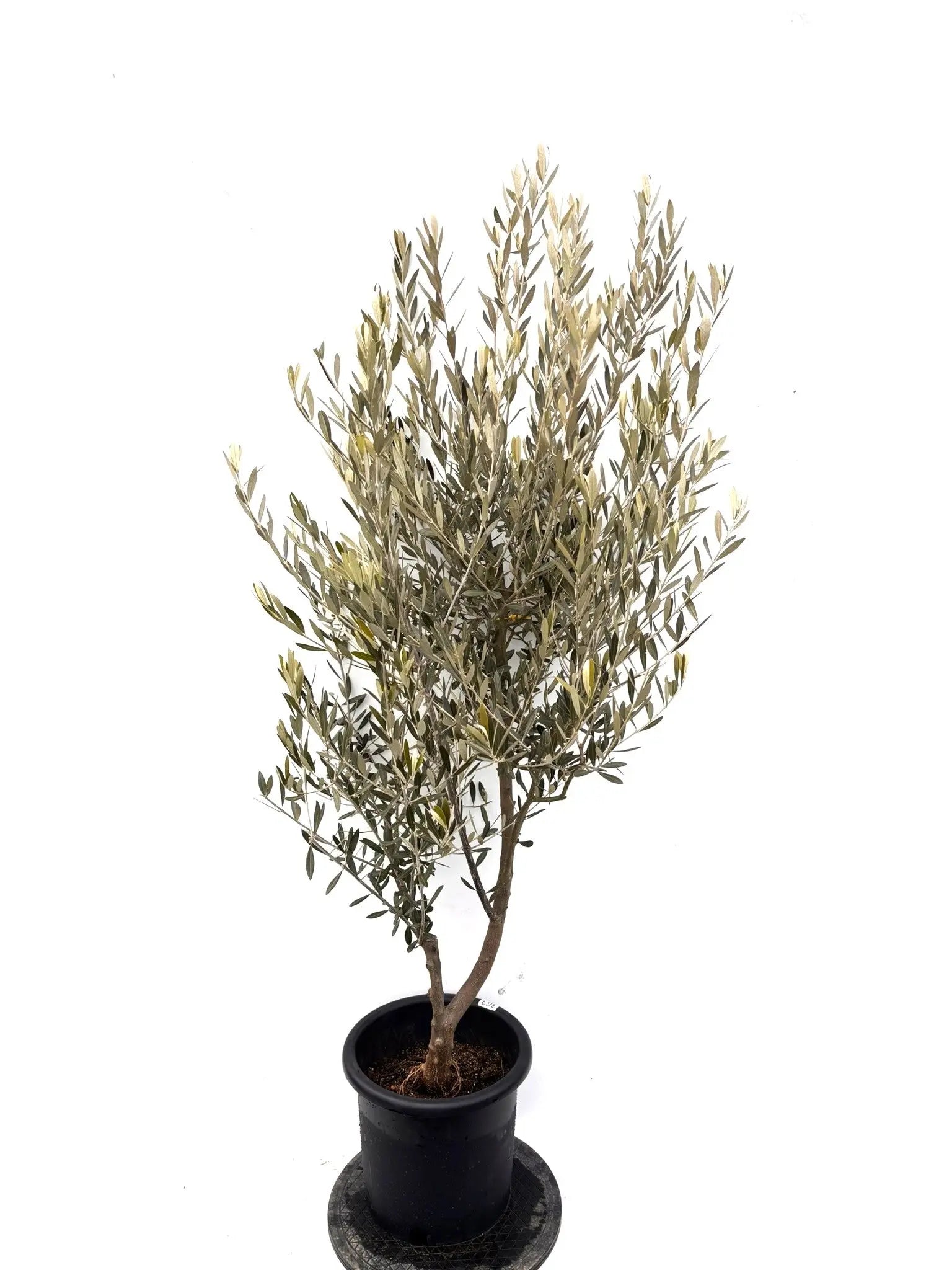 オリーブの木（全商品）｜写真の木をそのままお届け［現品販売］｜鶴亀