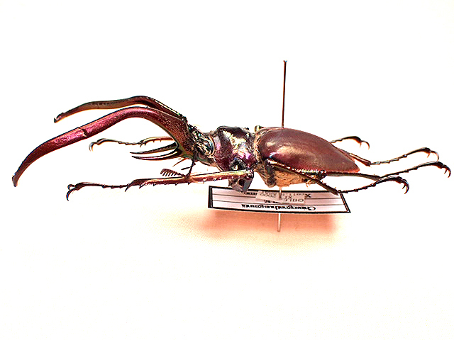 ☆グラントチリクワガタ♂66mm標本☆ - INSECT ULTIMA