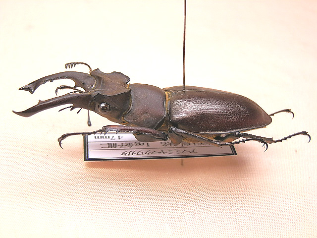 タカサゴミヤマクワガタ ♂ 標本 タカサゴミヤマクワガタ ♂ 標本