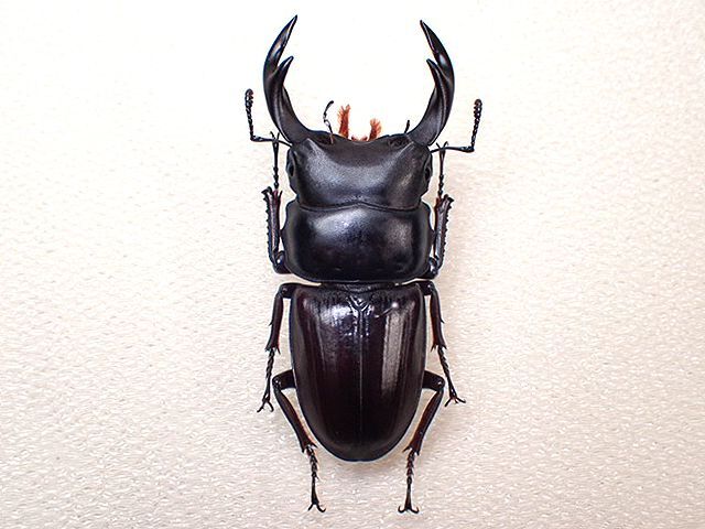☆貴重WD！香川県産オオクワガタ♂56mm標本☆ - INSECT ULTIMA