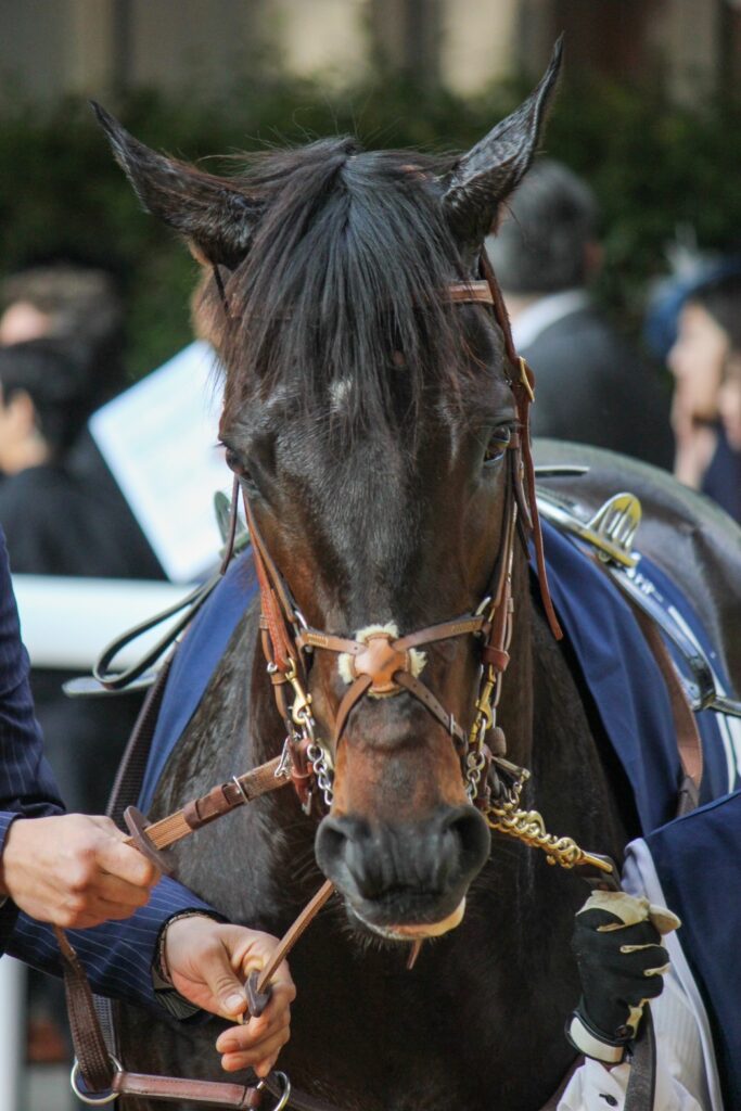 クラシックではキタサンブラック、ドゥラメンテらと対峙。香港で初の