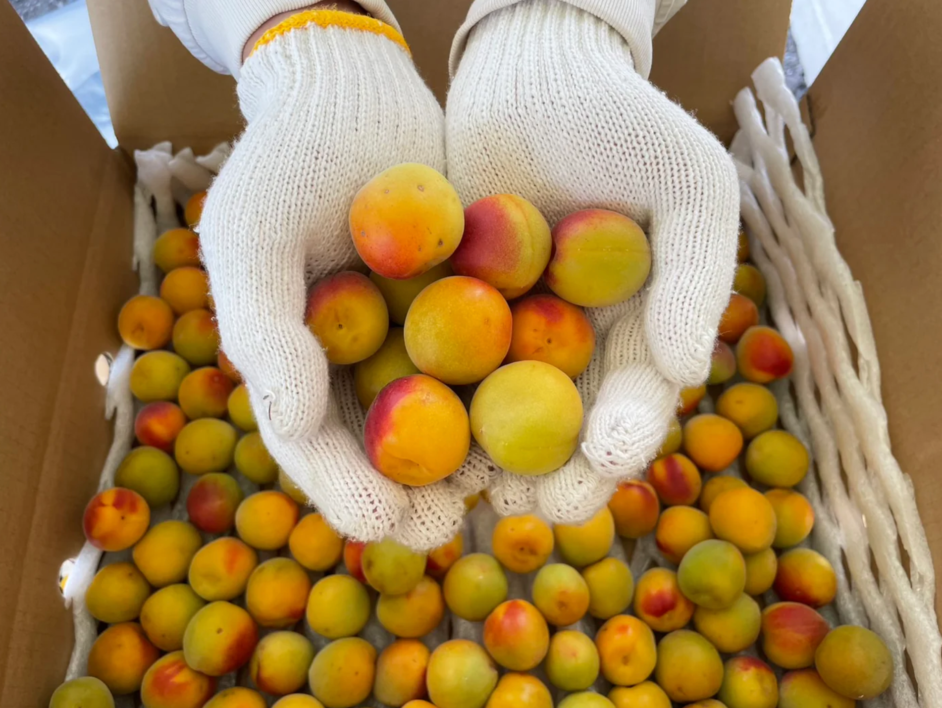 超完熟南高梅 ②