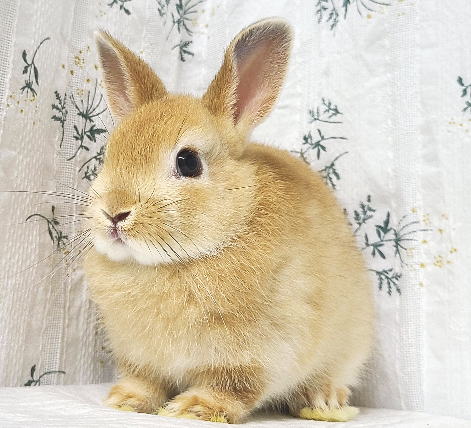 ネザーランドドワーフ A29 オレンジ 男の子 うさぎ専門店 うさぎ舎