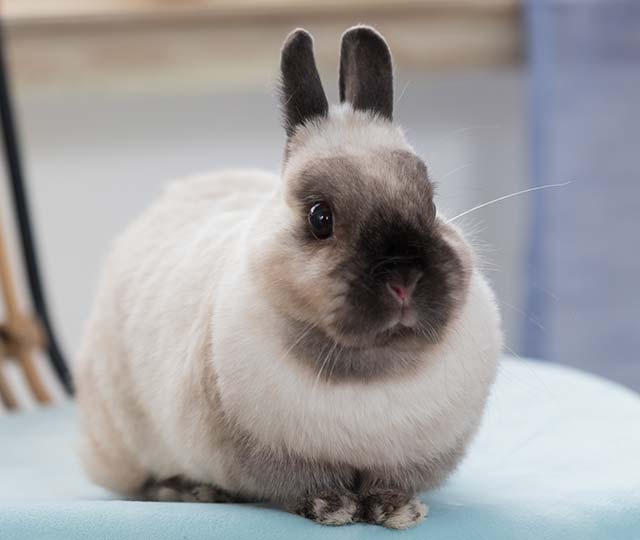 うさぎのカラー その2｜USAKURA