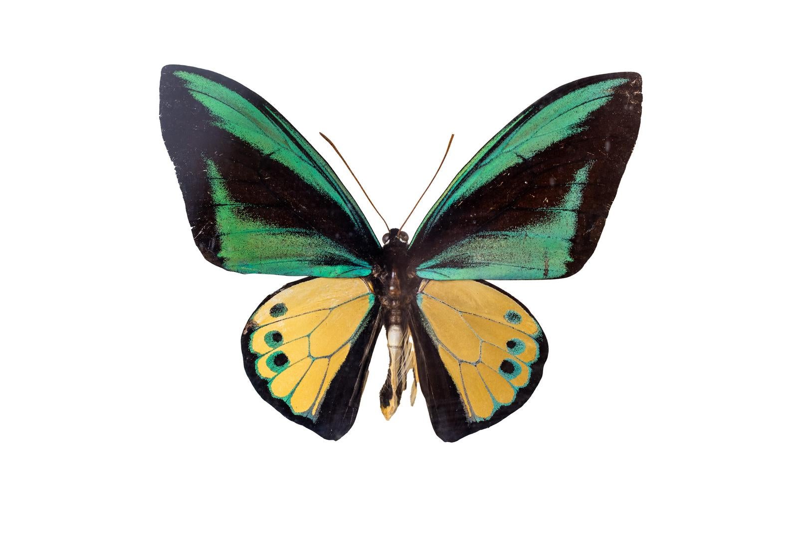 西イリアン産のゴライアストリバネアゲハのオスの標本 - ぱくたそ