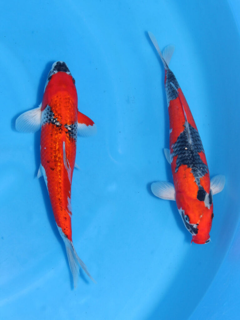 錦鯉販売 錦鯉通販 錦鯉ネット販売 訳あり 銀鱗五色 33cm・五色 34cm 2