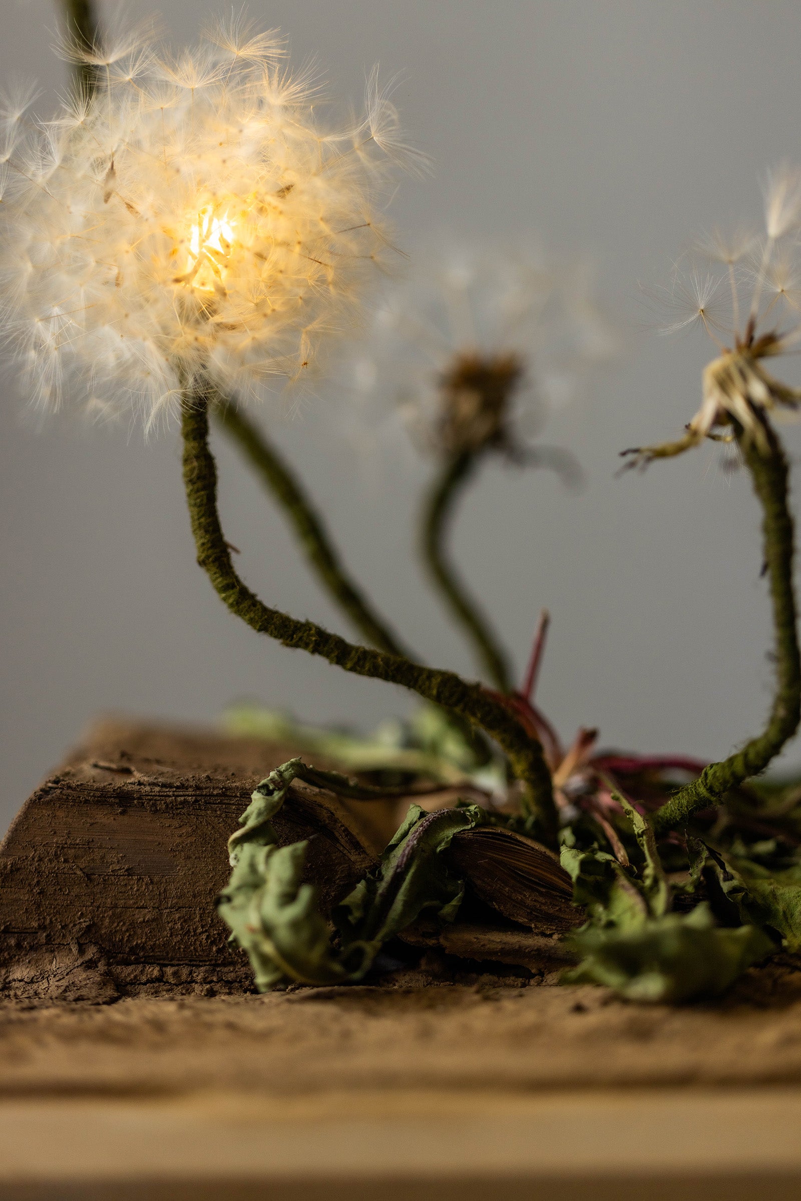 はいいろオオカミ + 花屋 西別府商店 Sence of wonder-2 14