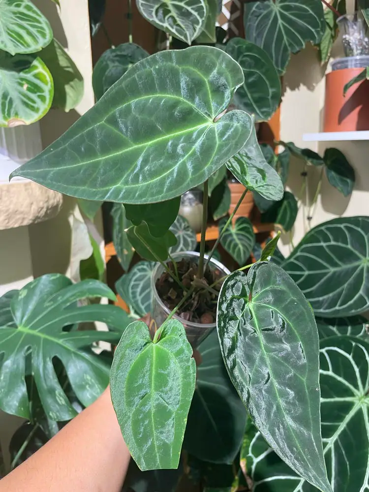 Anthurium Ace of Spades X (Carlablackiae x Ace of Spades