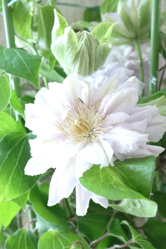 八重咲きクレマチス 