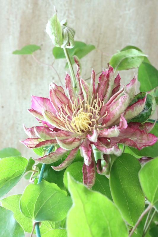 八重咲きクレマチス 