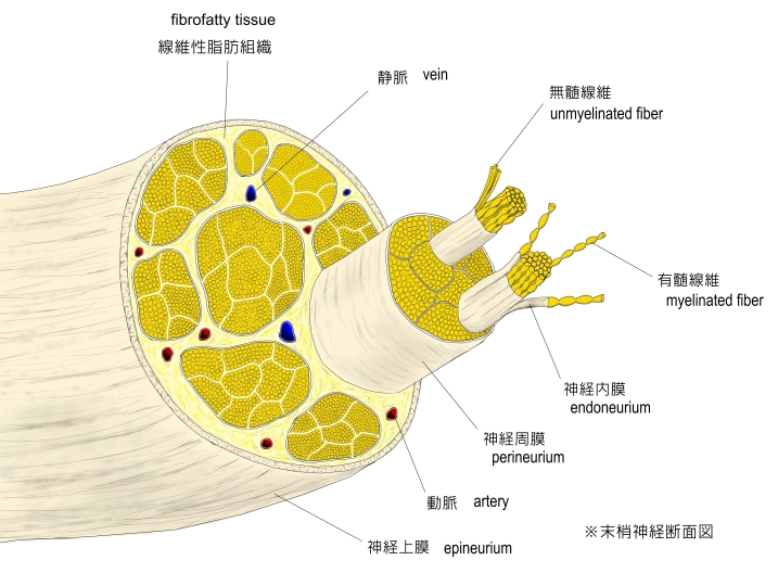 Visual Anatomy 視覚解剖学