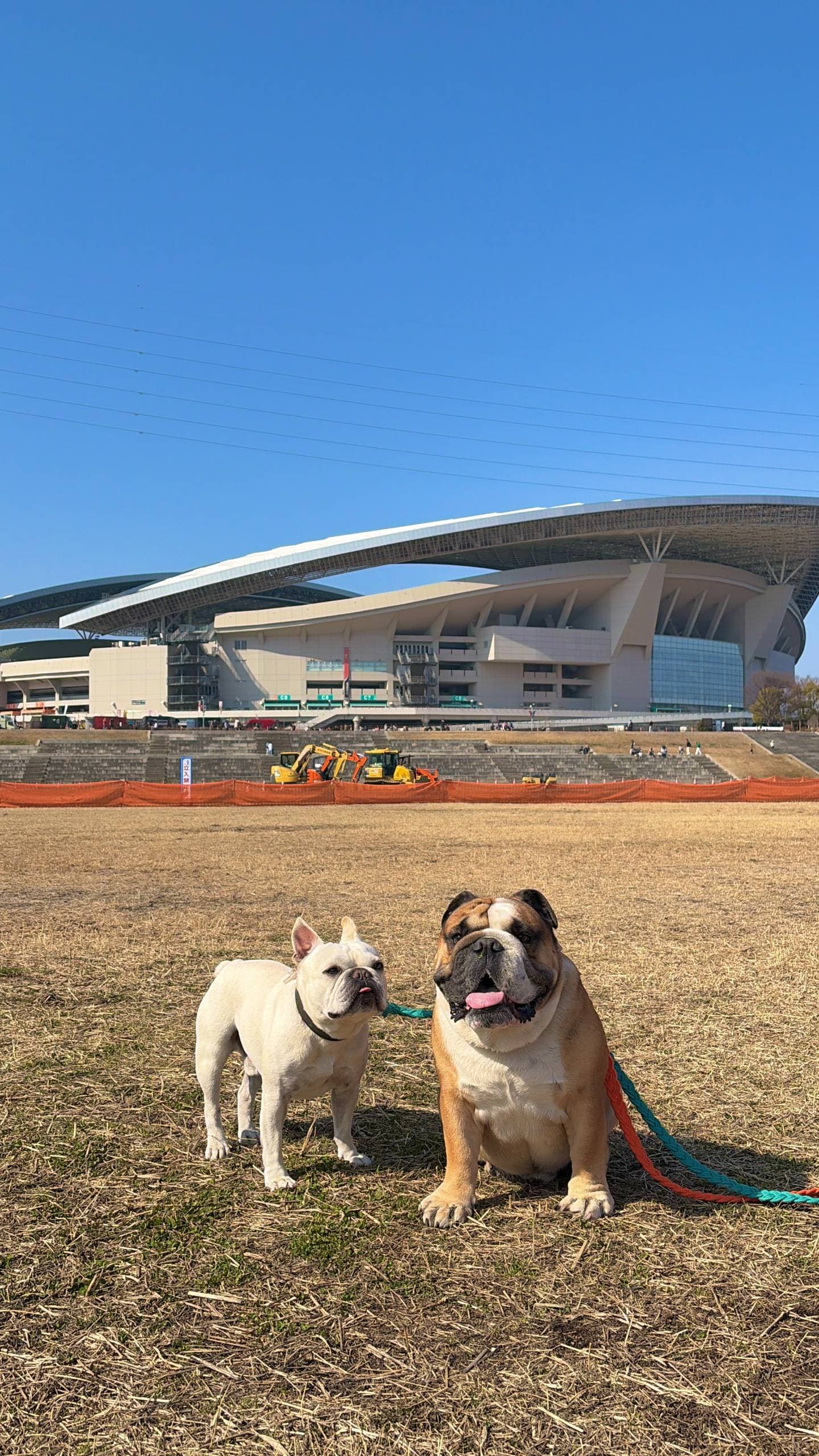 第6回わんこのフェス＠埼玉スタジアム2002にワンちゃん（フレンチ