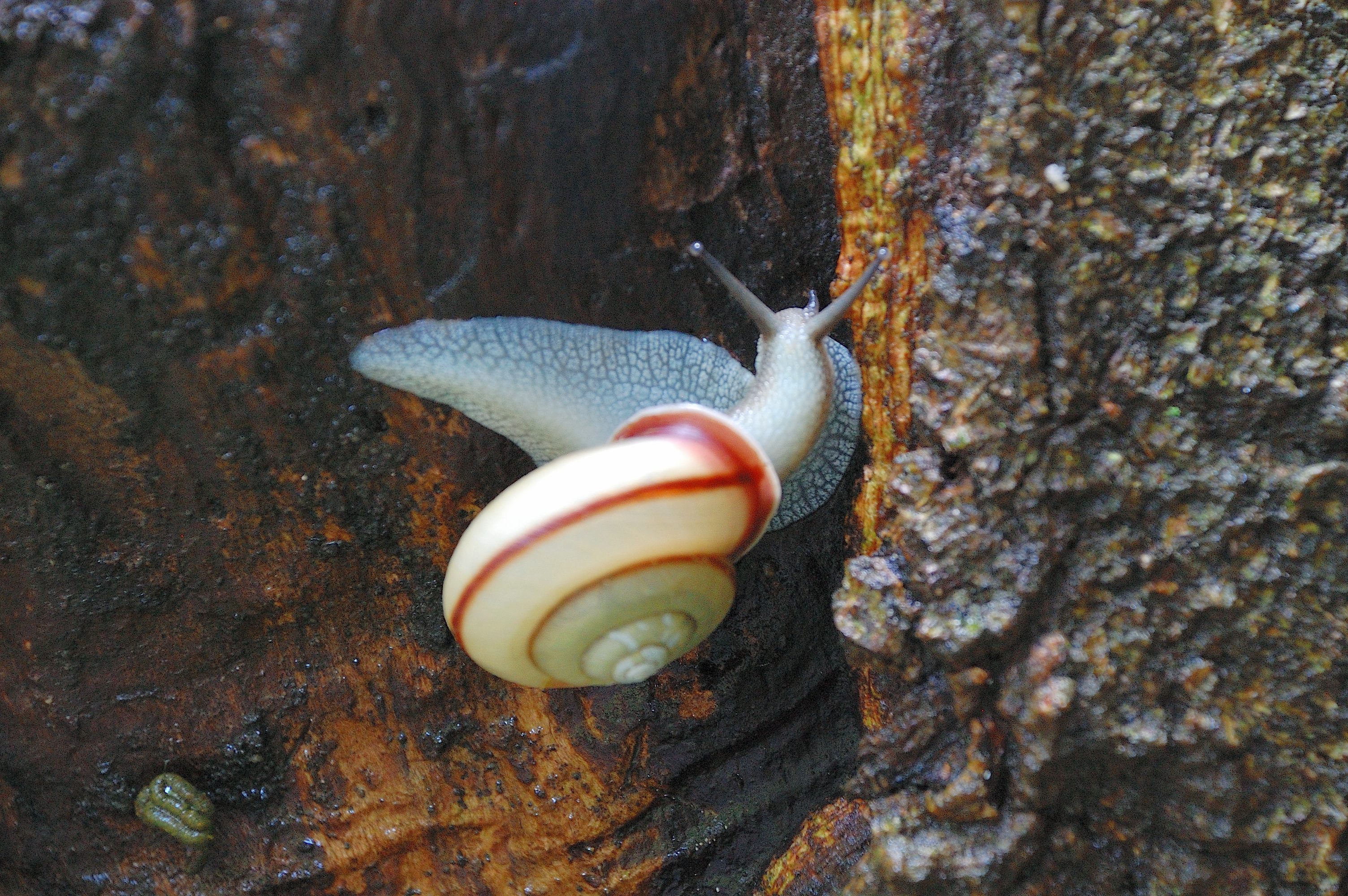 百日紅咲く山田池公園2015 | wakasa15thfd