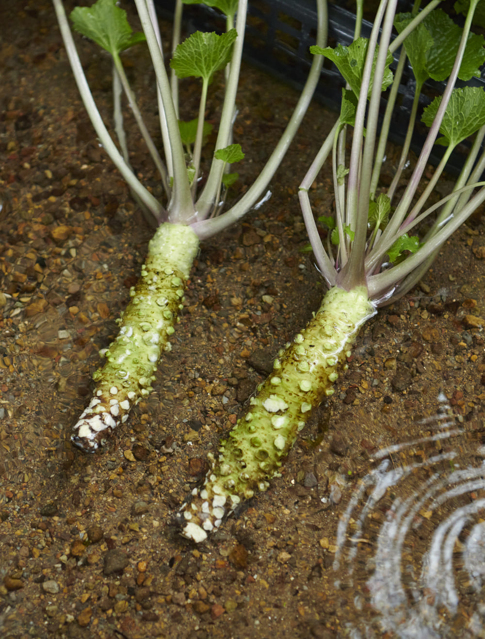 静岡県産 わさび苗 250本 ワサビ 苗 静岡県産 わさび苗 500本
