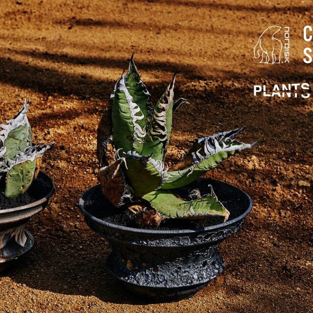 今注目の塊根植物「アガベ」のポップアップが、世田谷のNORDISK CAMP