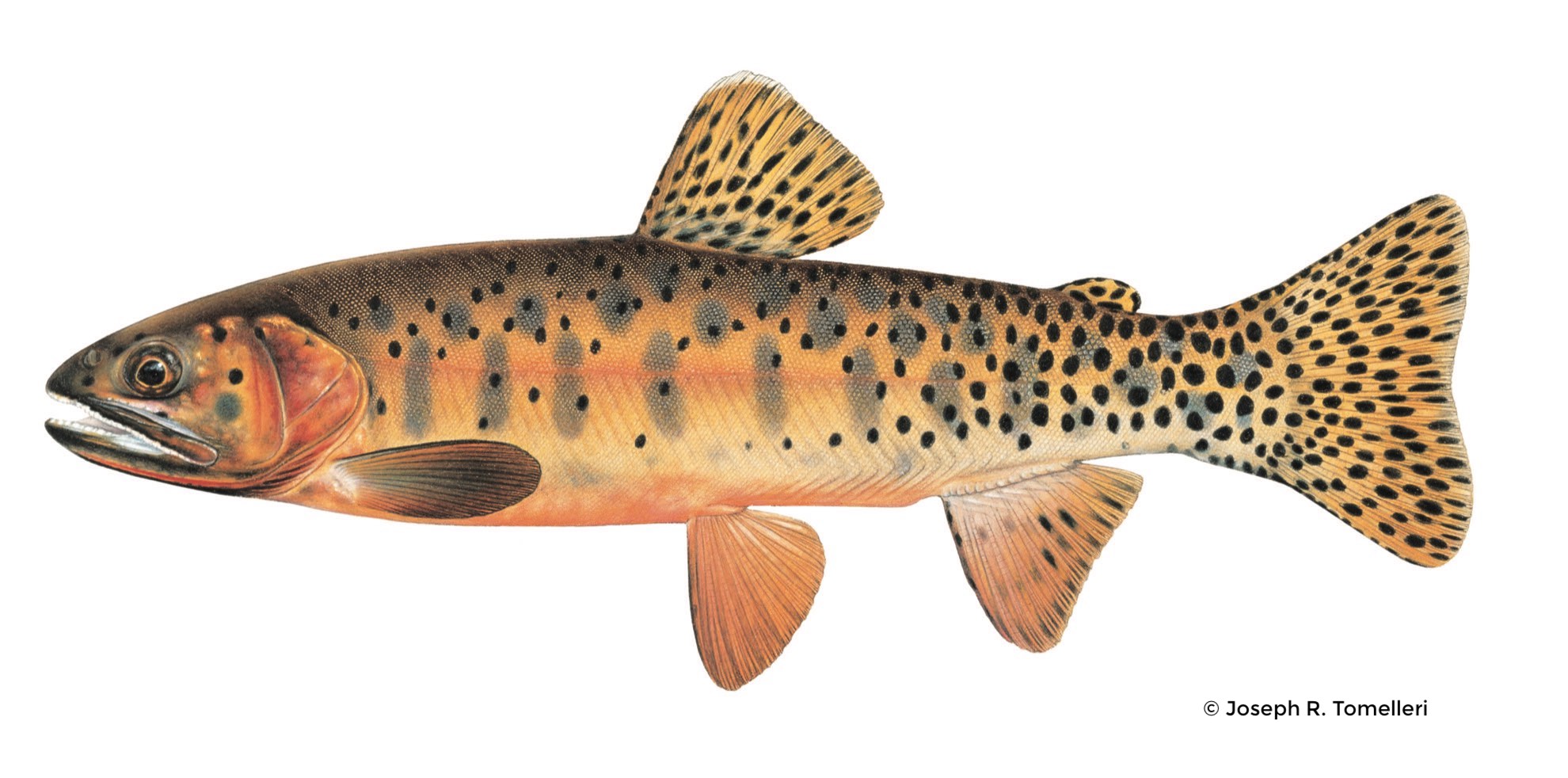 Greenback Cutthroat Trout – Western Native Trout Initiative