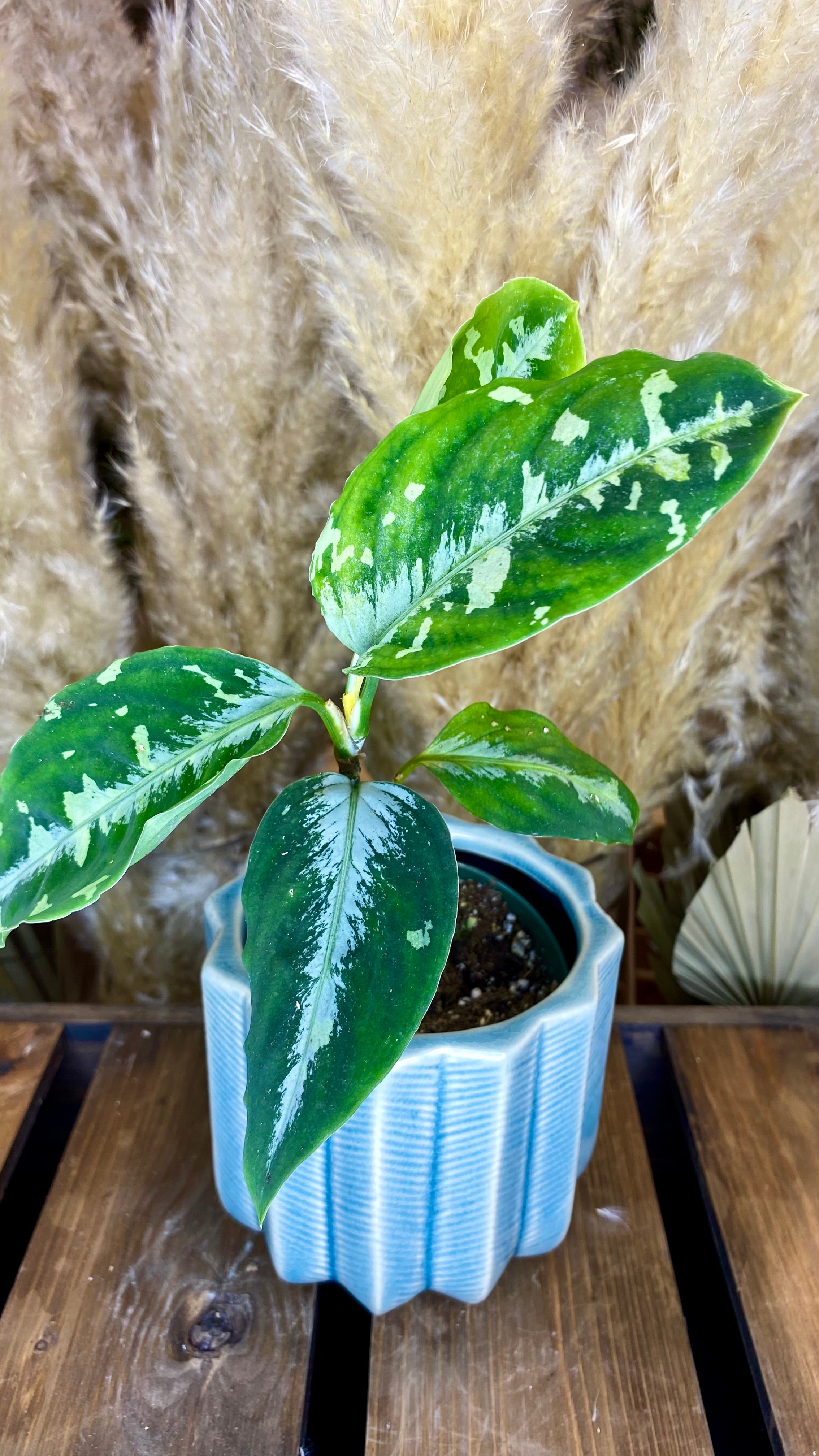Aglaonema Pictum Tricolor 4