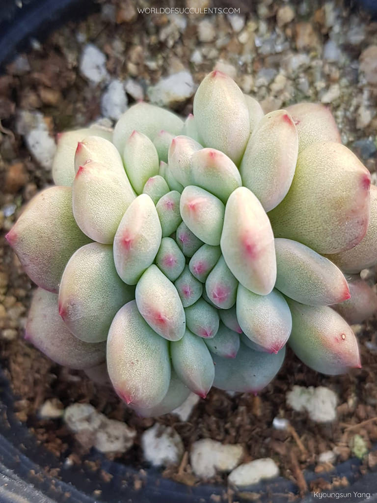 Echeveria 'Ariel Cristata' - World of Succulents