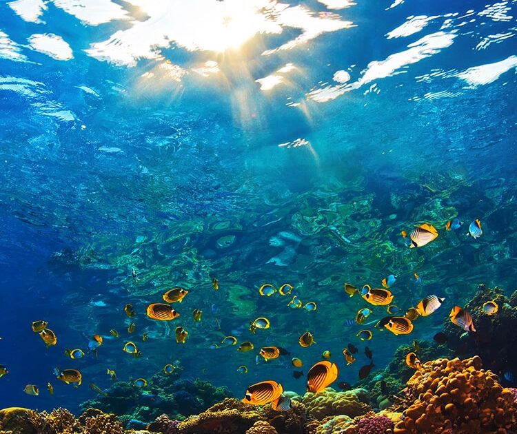 肌を守ることが、海を守る。紫外線吸収剤フリーの日焼け止めを使うべき