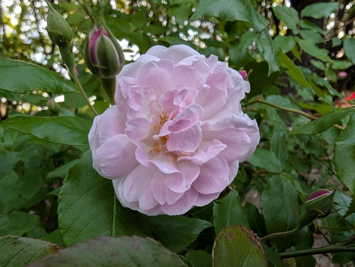 栄誉の殿堂入りばらが発表されました【緑町公園・ばら公園内の植栽場所