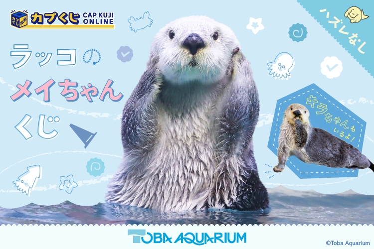 カプくじオンライン」鳥羽水族館の人気者“ラッコのメイちゃん”との