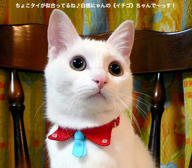 ちょこタイ猫ギャング首輪Lサイズ ネクタイ 襟付き 猫用首輪 ( ちょこ