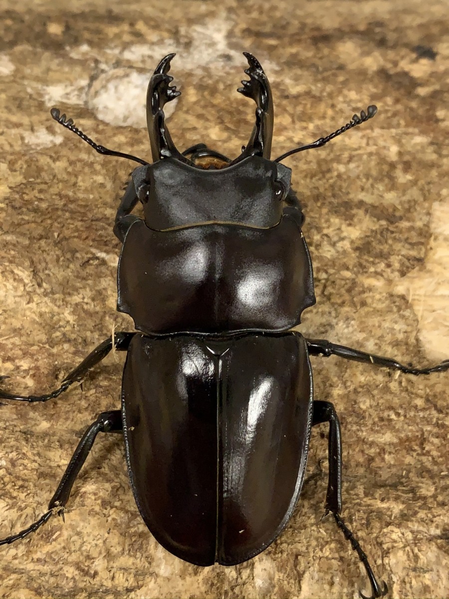 ヤエヤママルバネ ♂59ミリ2♀ - クワガタ横丁