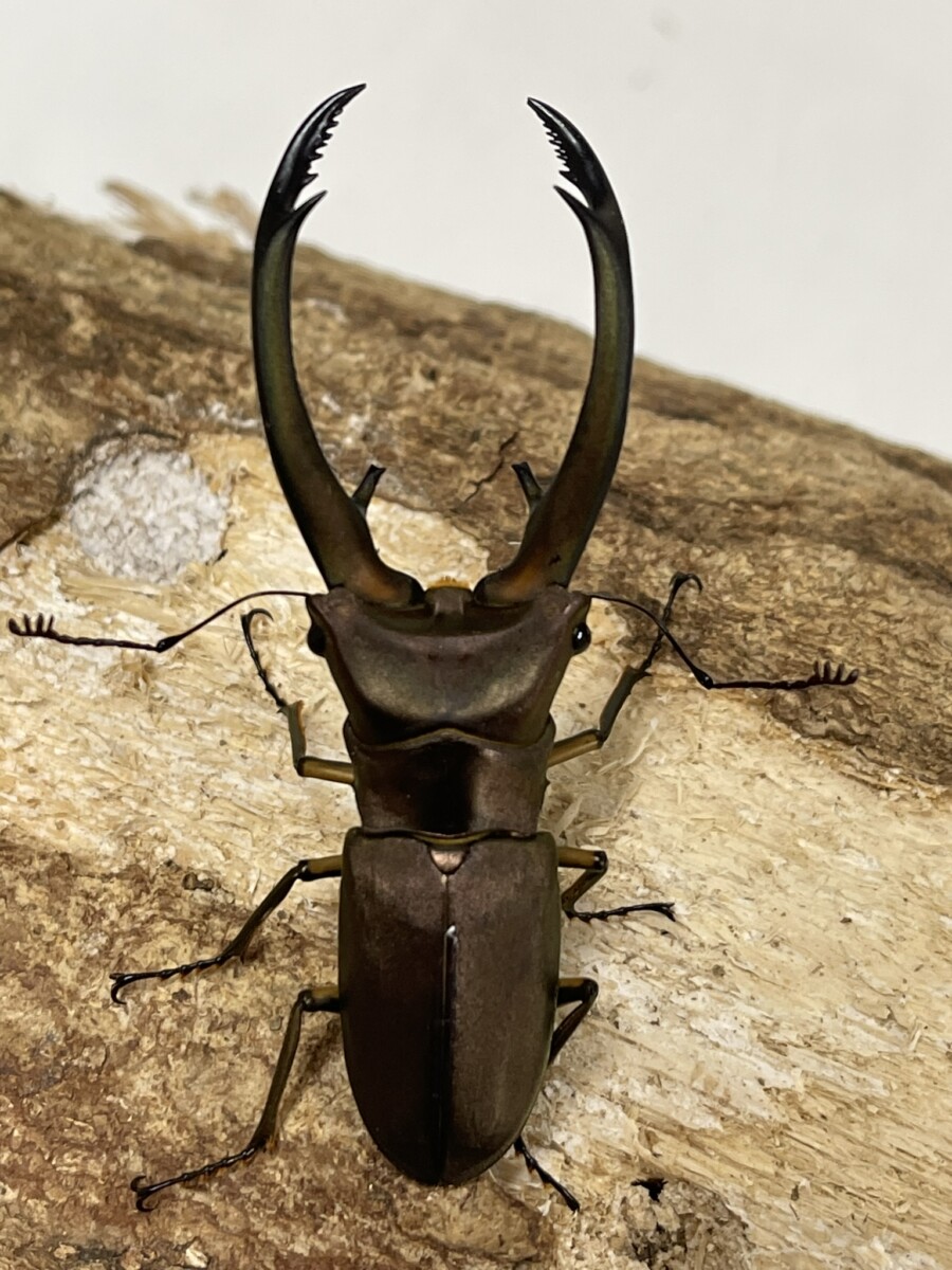 トルンカートゥスホソアカ WD 72ミリペア - クワガタ横丁