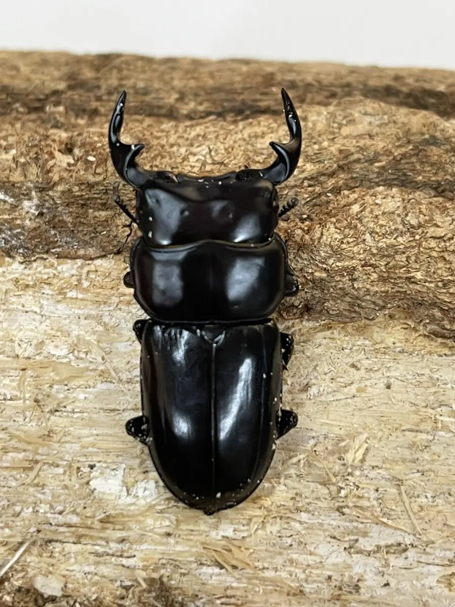 ツノボソクワガタ 台湾 43ミリペア - クワガタ横丁