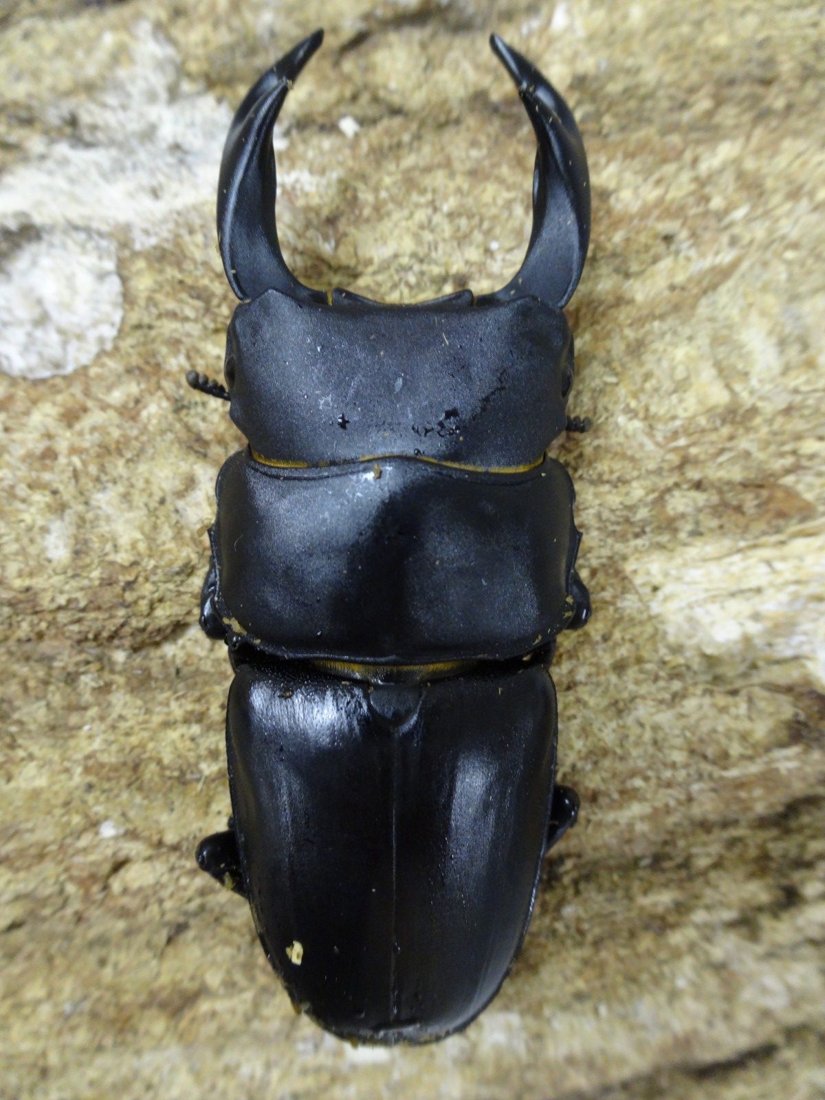 国産オオクワガタ 津山 68ミリペア - クワガタ横丁