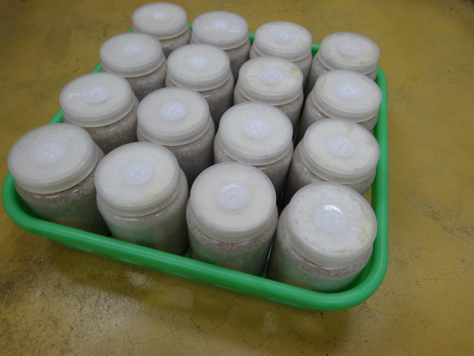 ボトルコンテナ 800−16 - クワガタ横丁