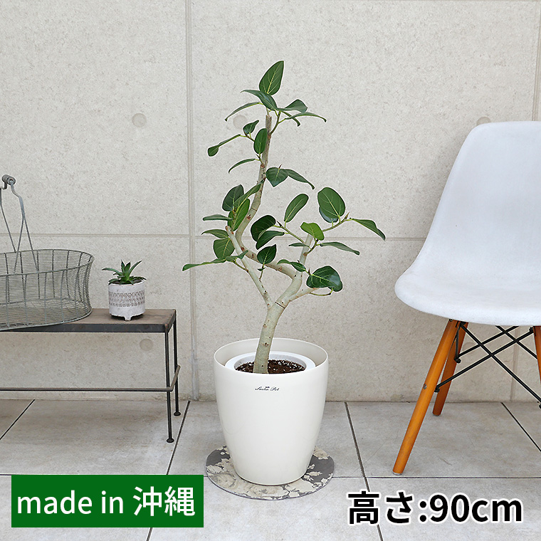 フィカス・ベンガレンシス 7号鉢 観葉植物と植木鉢の専門店cocolate