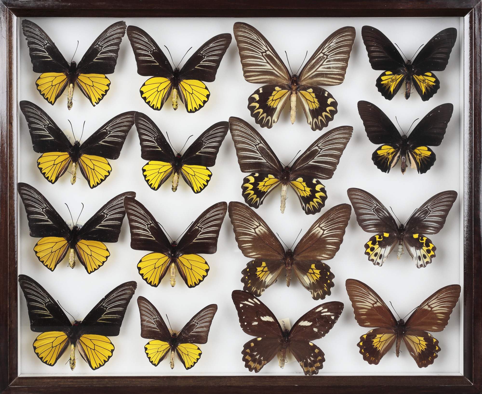 キシタアゲハ | 青山 慎一先生の子ども世界の昆虫館