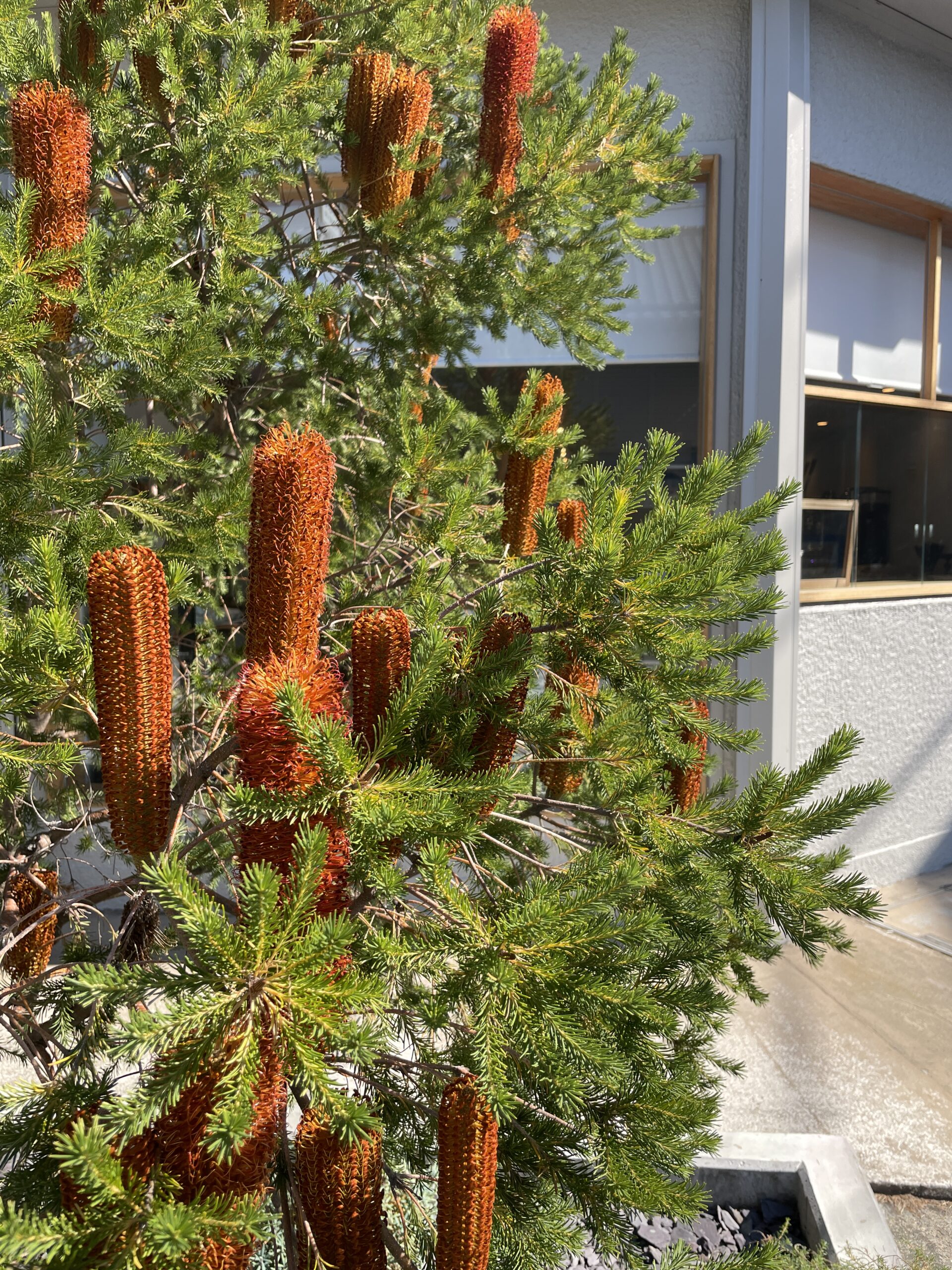 ヒース・バンクシア - awai