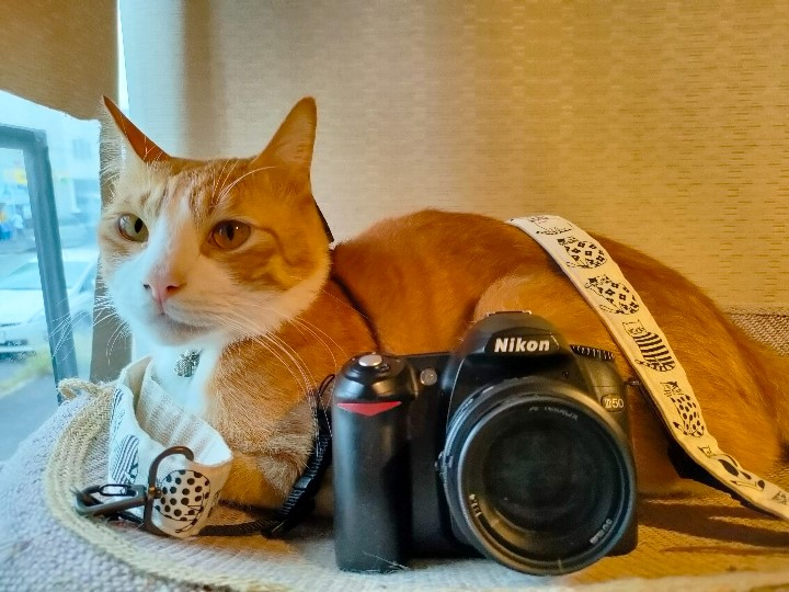 1万円で購入できるデジタル一眼レフ ニコンD50 【東大阪の猫撮影レビュー】