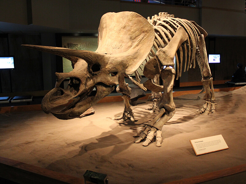 カナダ 恐竜ツアー 恐竜の町ドラムヘラー と 州立恐竜公園 を旅する