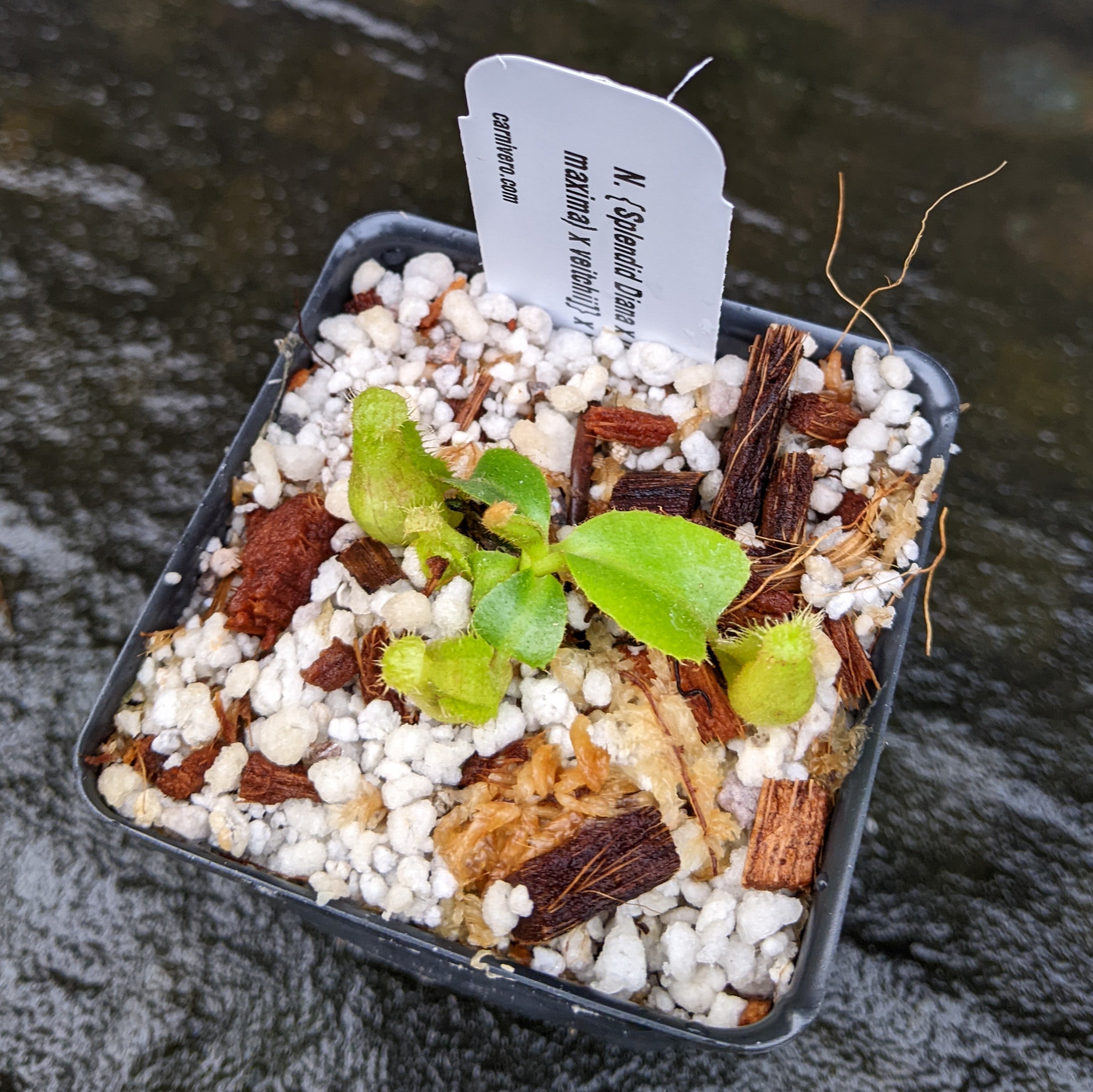 Nepenthes {Splendid Diana x [(veitchii x maxima) x veitchii]} x