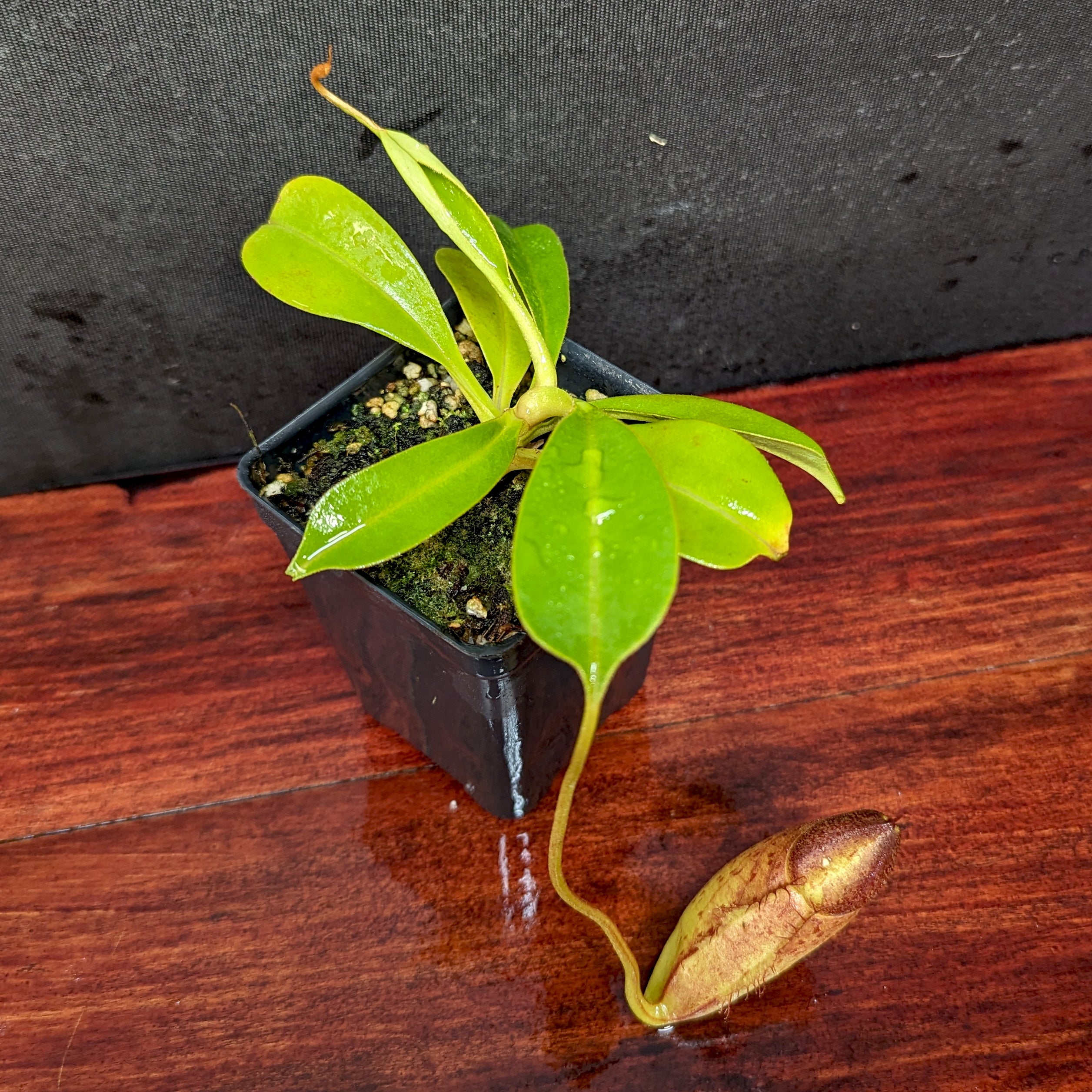 Nepenthes robcantleyi x tenuis, BE-3982 – Carnivero