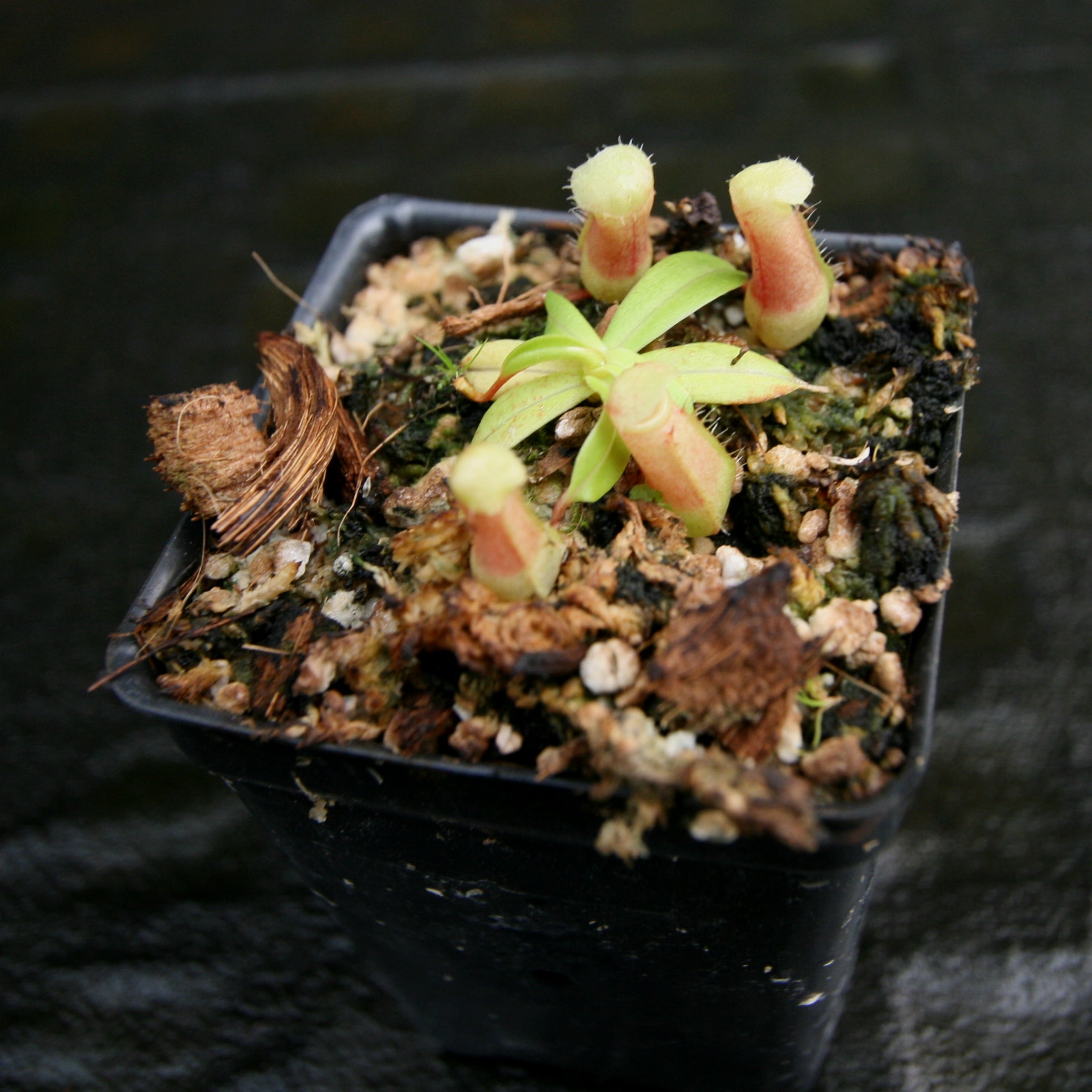Nepenthes ventricosa (JB x MT), CAR-0254 – Carnivero