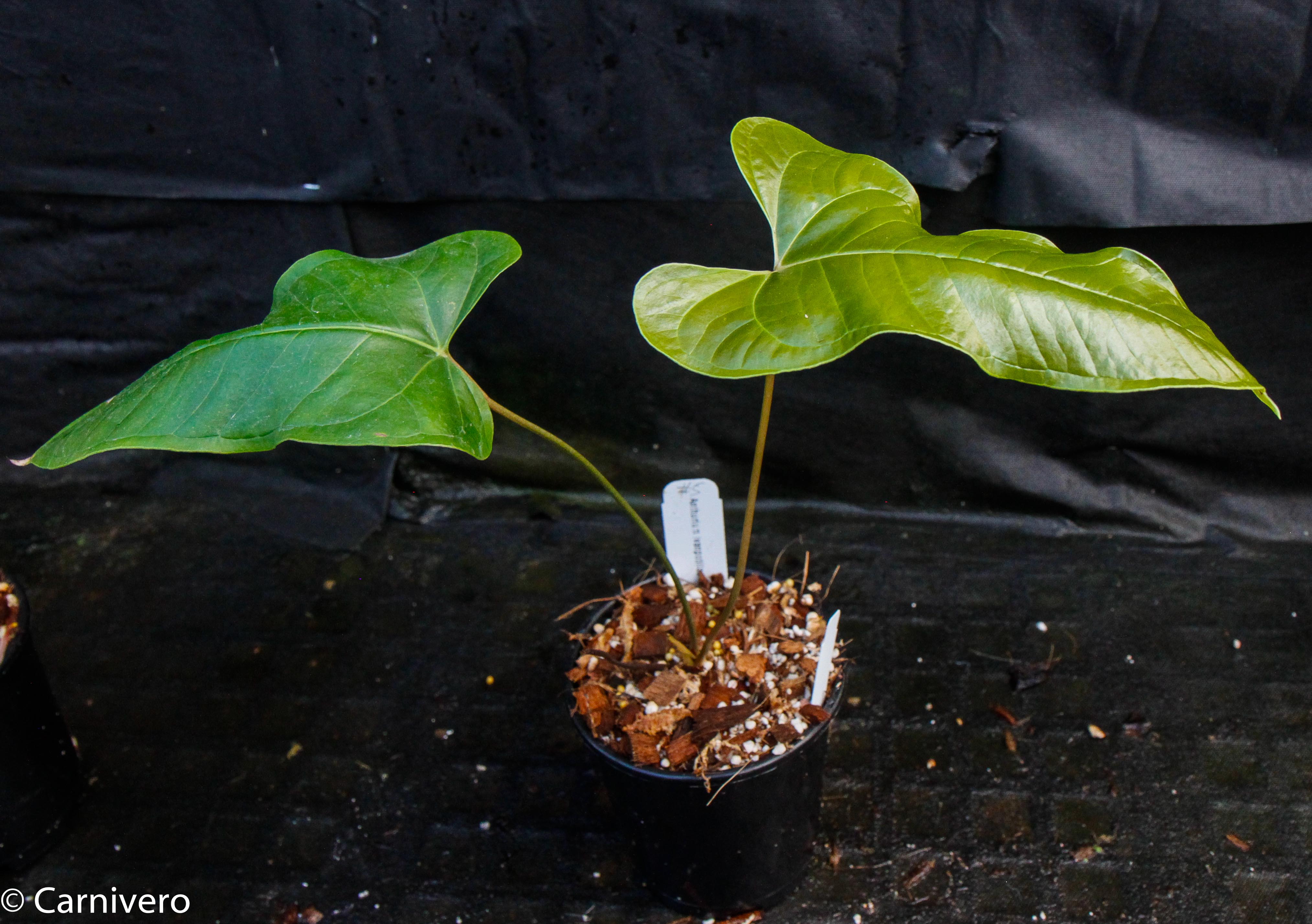Anthurium ivanportillae – Carnivero